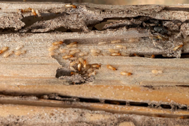 Best Exterminator Services  in Westbrook Center, CT