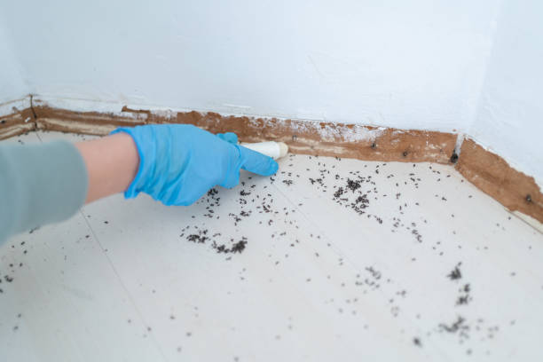 Best Best Pest Control Companies  in Westbrook Center, CT