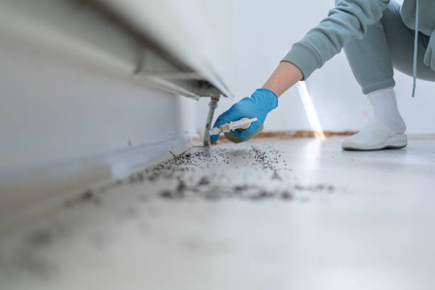 Best Ant Control Services  in Westbrook Center, CT
